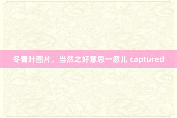 冬青叶图片，当然之好意思一忽儿 captured